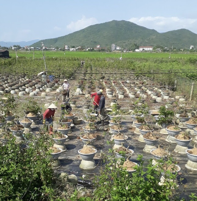 Hội viên nông dân làng nghề mai Nhơn An đang chăm sóc mai sau tết