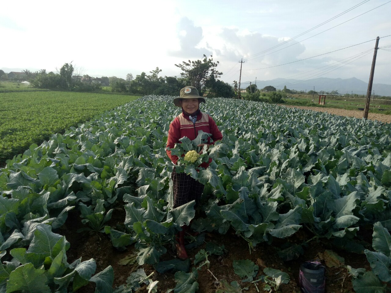 Chị Đào Thị Dĩ - thành viên nhóm cùng sở thích Thuận Nghĩa, huyện Tây Sơn - chăm sóc ruộng súp lơ vàng