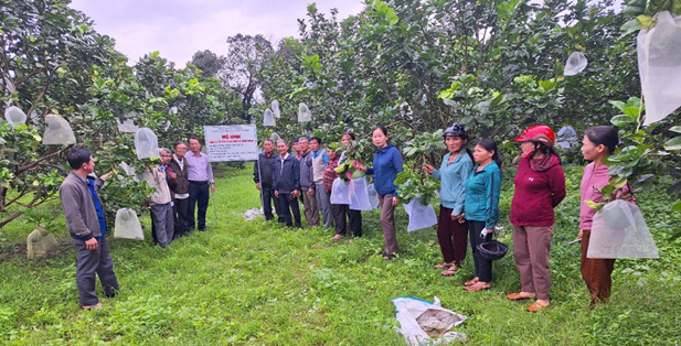 Quang cảnh tại mô hình chăm sóc cây bưởi da xanh theo tiêu chuẩn VietGAP