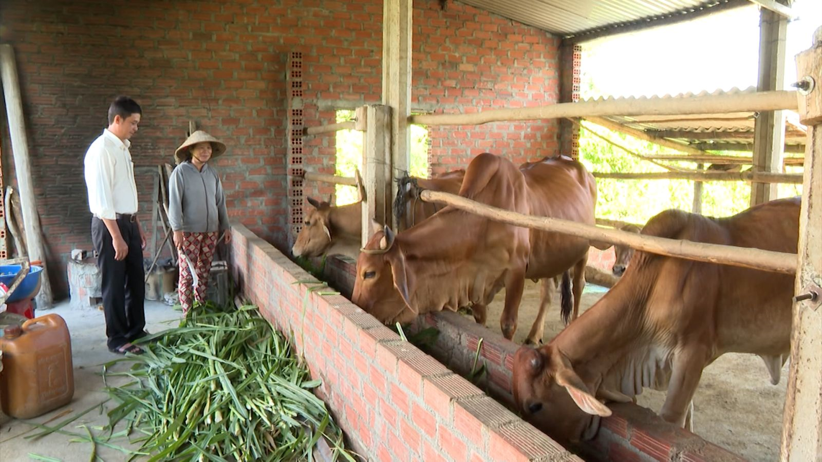 Ông Đặng Như Huy – Chủ tịch UBND xã Vĩnh Quang đến thăm hộ nông dân vay vốn tín dụng ưu đãi đầu tư chăn nuôi bò tăng thu nhập đảm bảo cuộc sống.