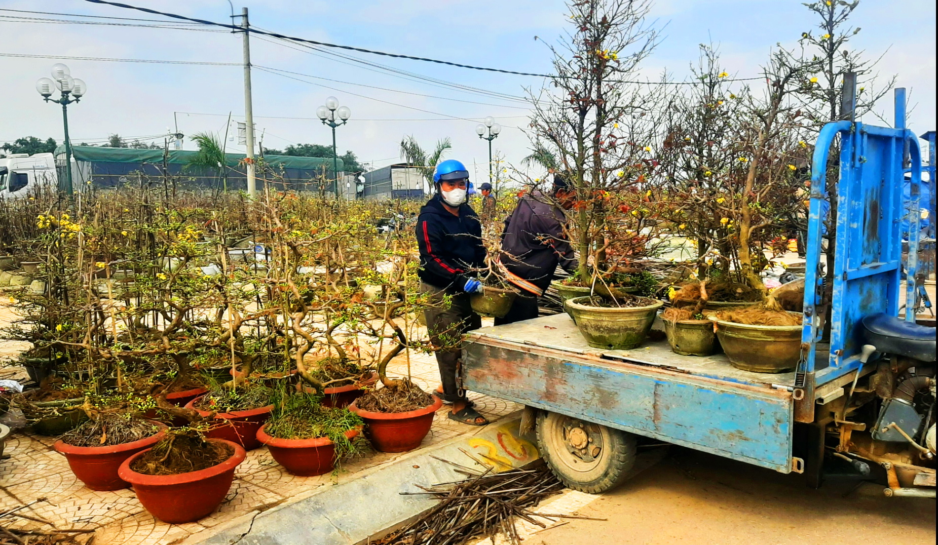 Mai xuân người dân thị xã An Nhơn trưng bày bán trước Tết Ất Tỵ 2025.