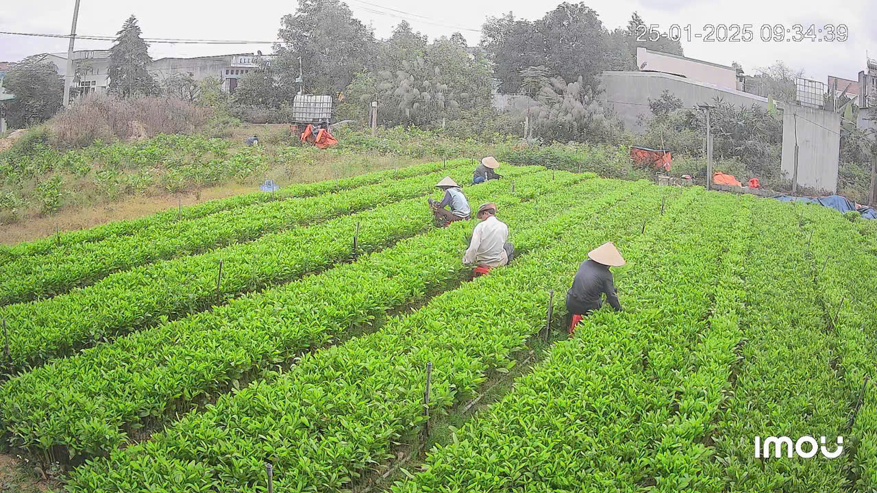 Công nhân đang chăm sóc vườn ươm giống keo của gia đình chị Minh. Ảnh: Minh Khoa