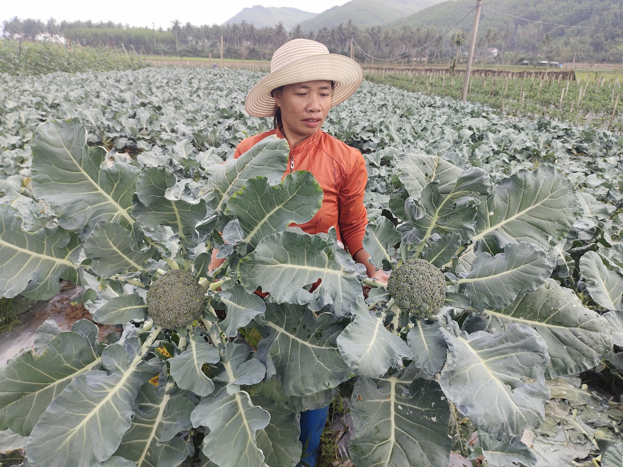 Chị Nguyễn Thị Thủy, thôn Trà Cong, xã An Hòa đã trồng thử nghiệm thành công súp lơ xanh cho hiệu quả kinh tế cao