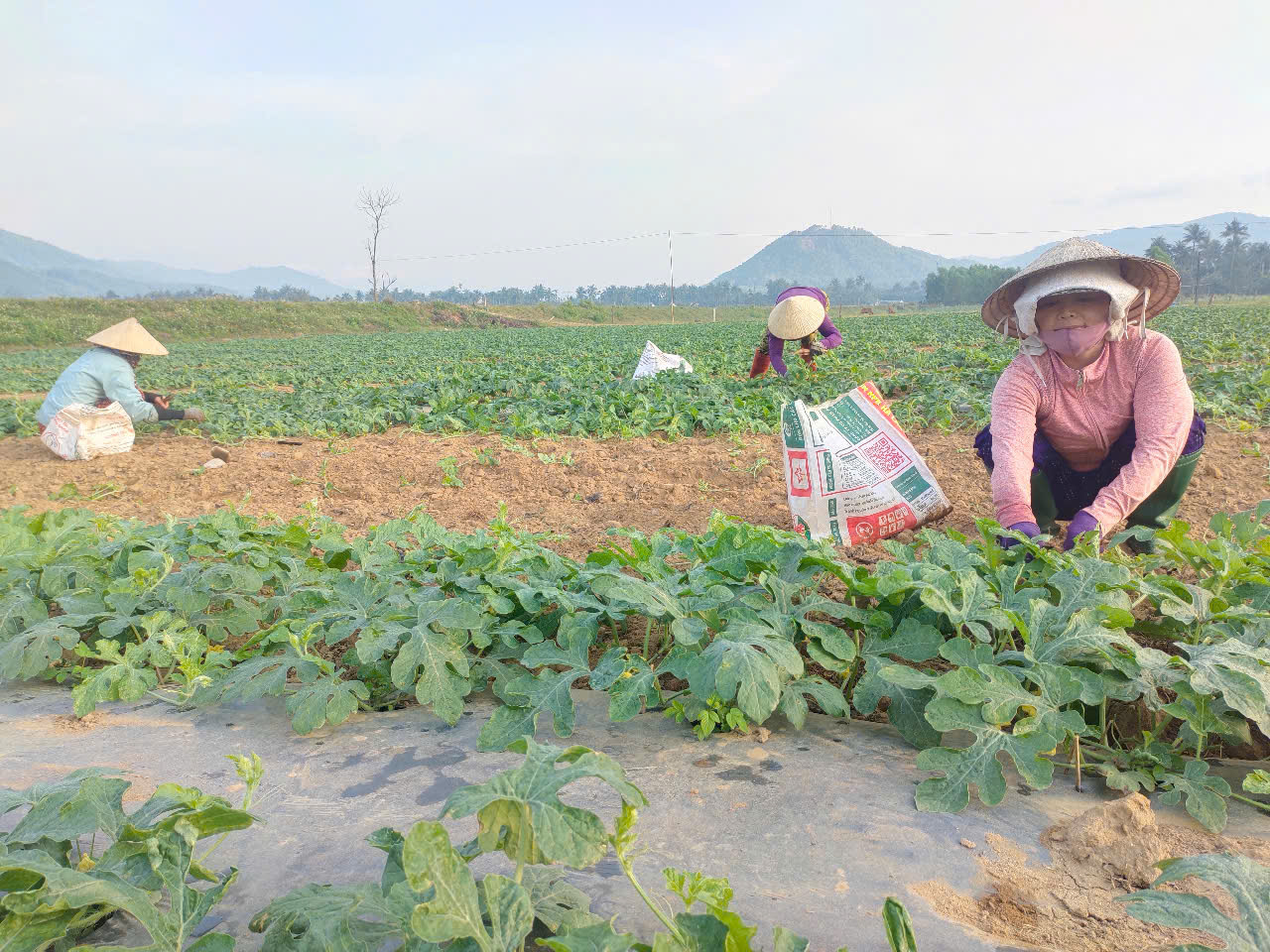 Gia đình bà Nguyễn Thị Thu, ở thôn Long Hòa, xã An Hòa chăm sóc dưa hấu, hứa hẹn mùa vụ thắng lợi.