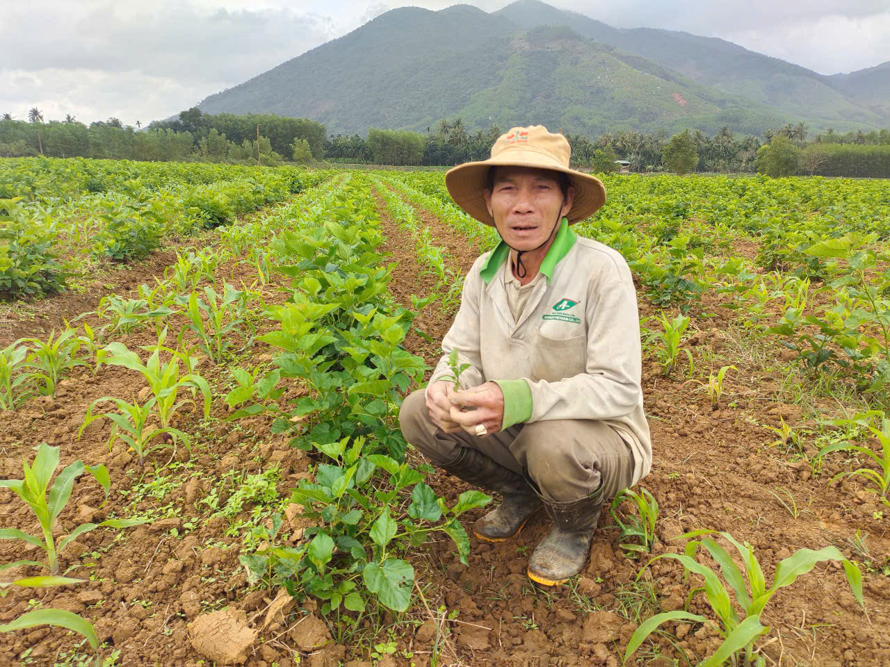 Mô hình trồng dâu tằm xen với cây ngô giúp nông dân An Lão tăng thêm nguồn thu nhập.