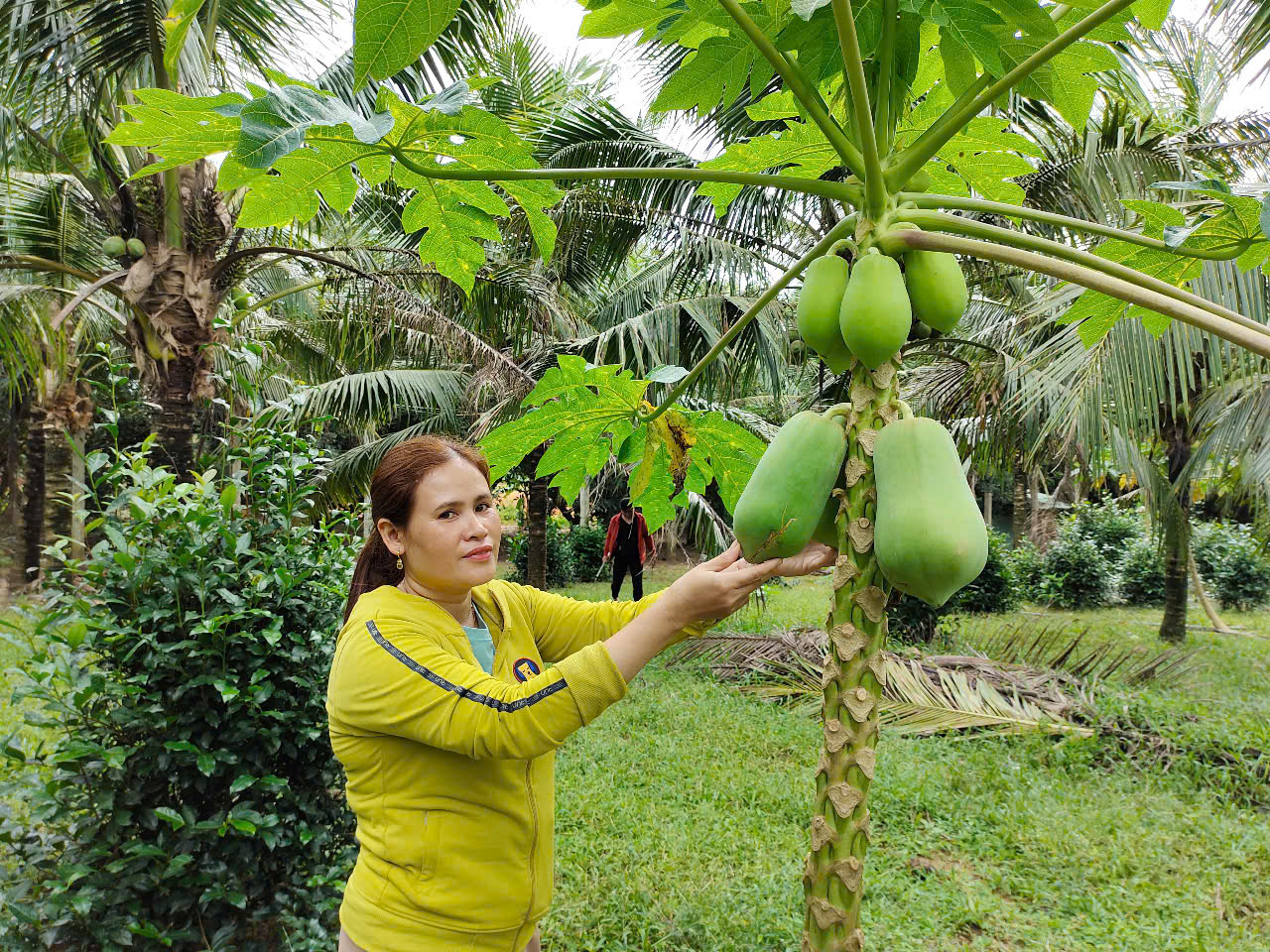 Nông dân An Lão tăng thêm thu nhập nhờ trồng xen cây ăn quả dưới tán dừa