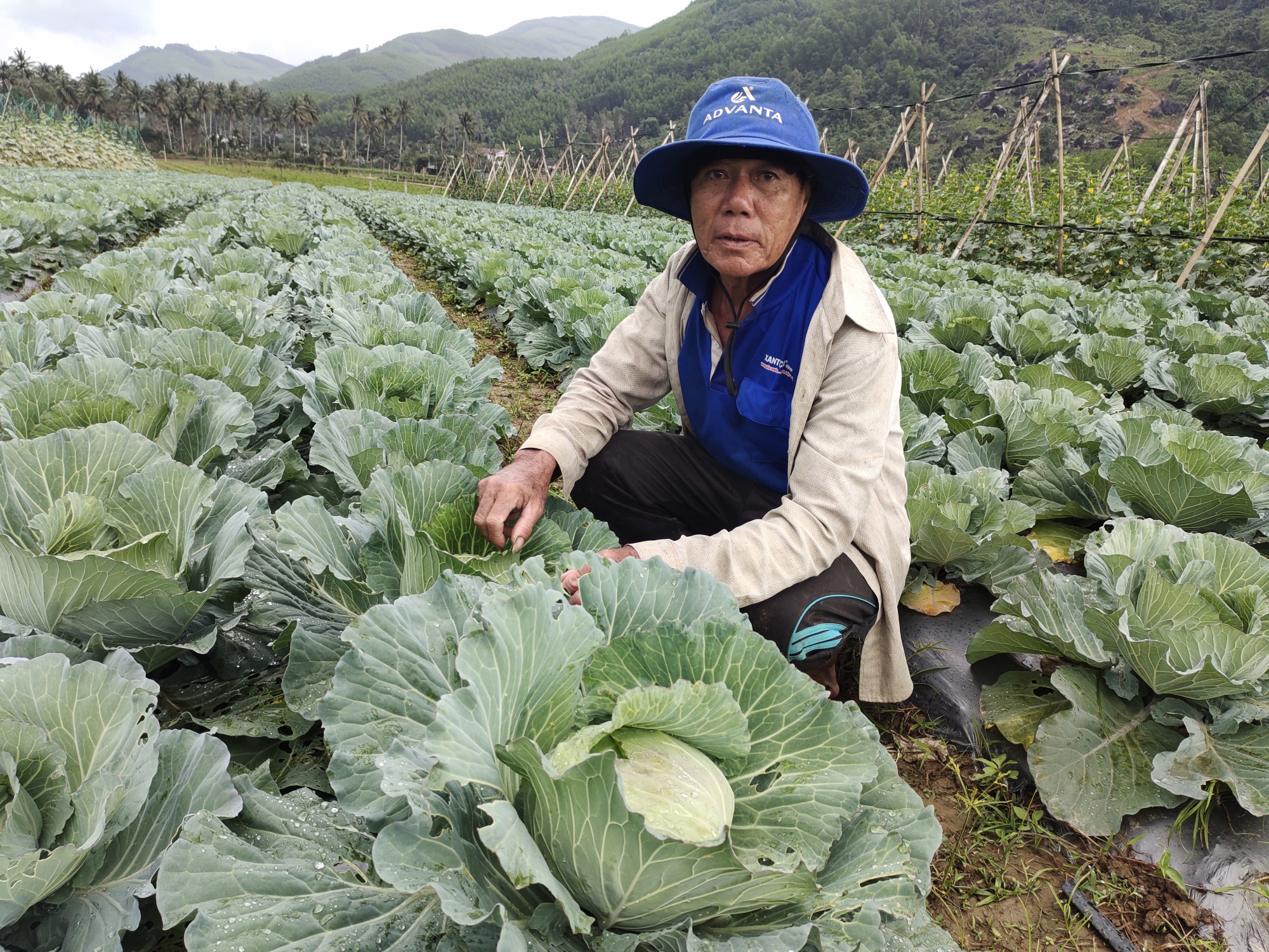 Ông Nguyễn Văn Ngọc, ở thôn Trà Cong, xã An Hòa mạnh dạn chuyển đổi trồng rau bắp cải bước đầu cho thu nhập khá