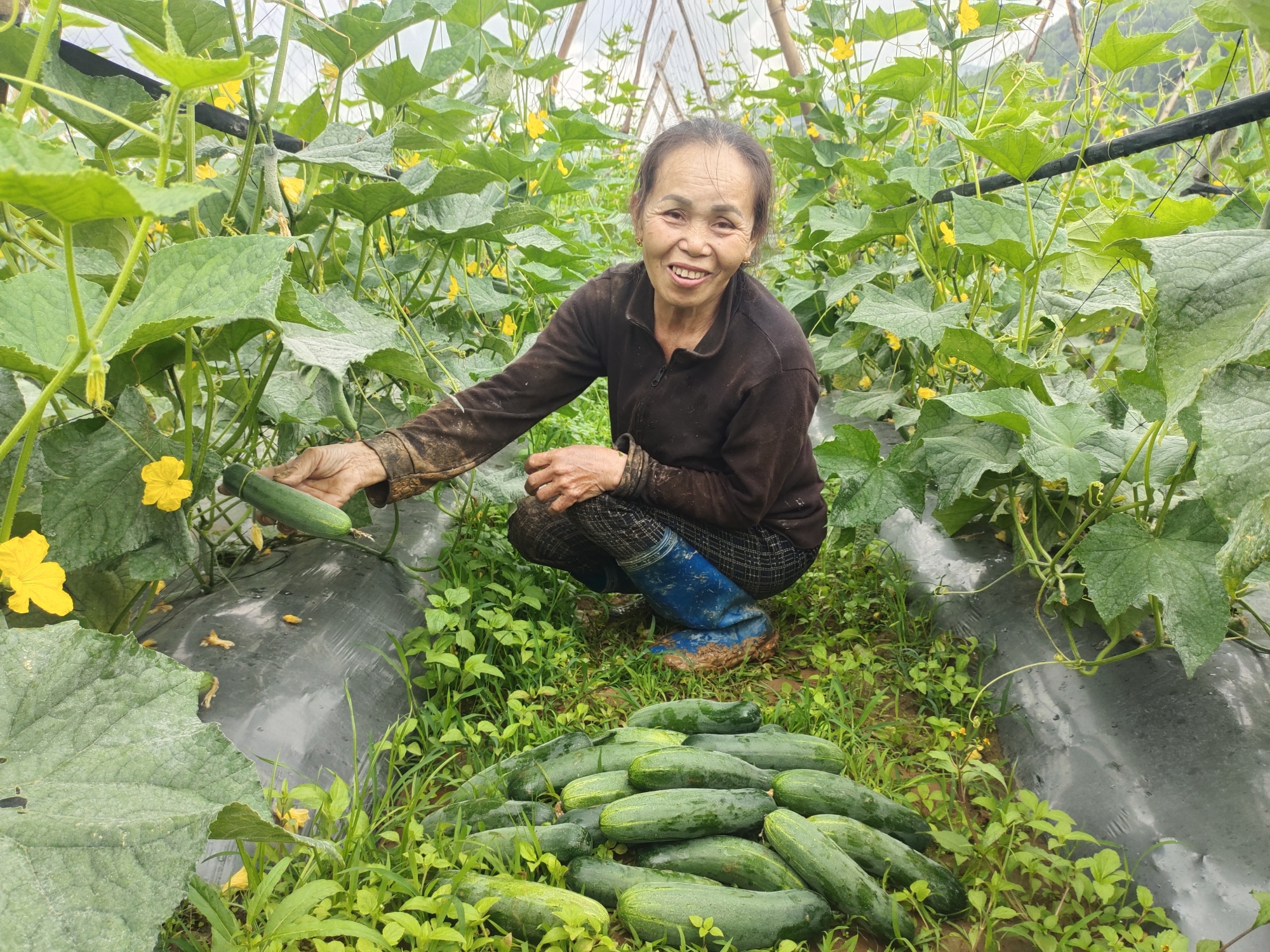 Ruộng dưa leo của gia đình bà Nguyễn Thị Đạt, thôn Trà Cong, xã An Hòa đang vào vụ thu hoạch.