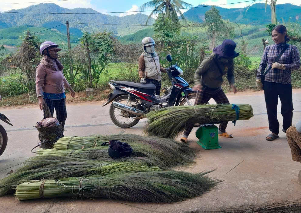 Nông dân An Lão có thêm thu nhập từ hái đót rừng