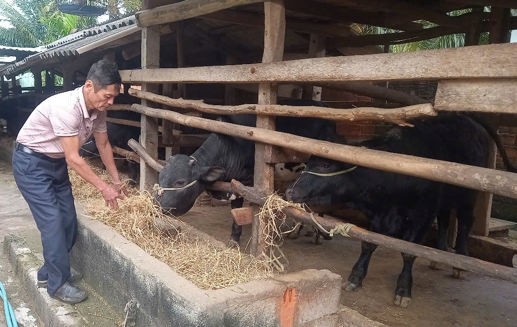 Ông Thẩm đang chăm sóc đàn bò lai của gia đình. Ảnh Minh Khoa