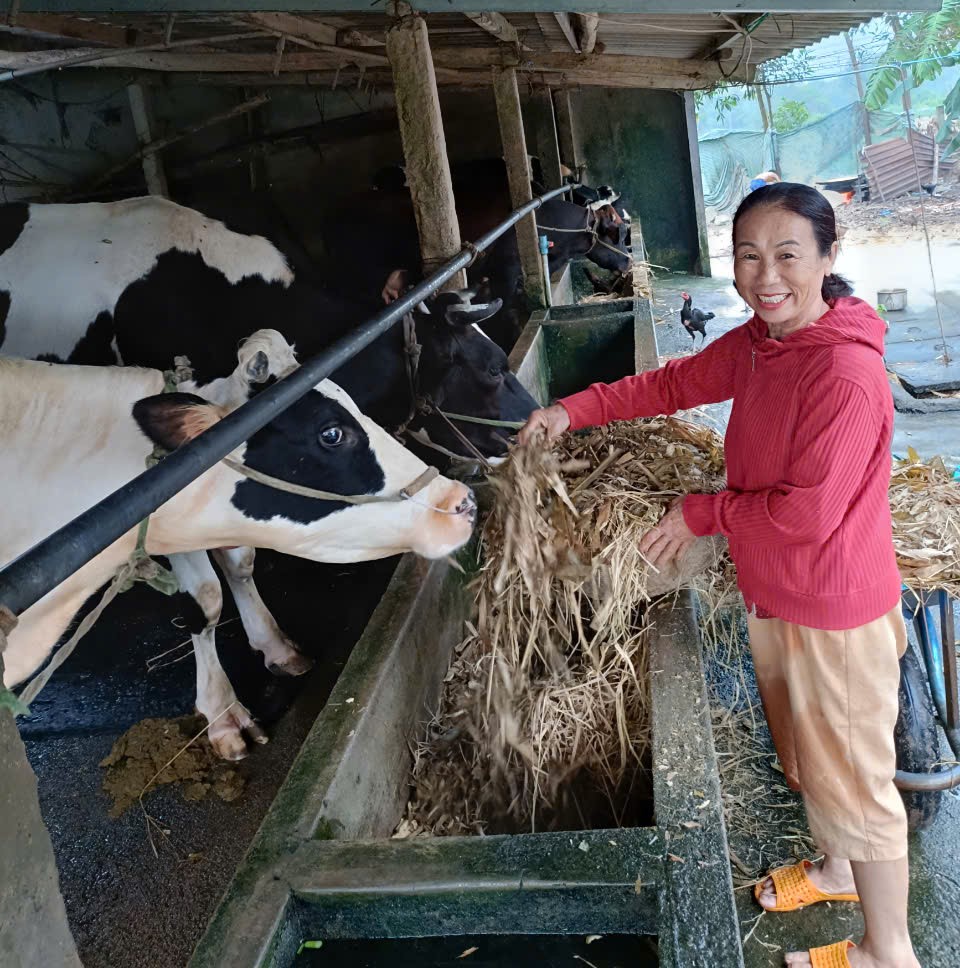 Chị Nguyễn Thị Tiết đang chăm sóc đàn bò của gia đình. Ảnh: Lương Ngọc Tấn