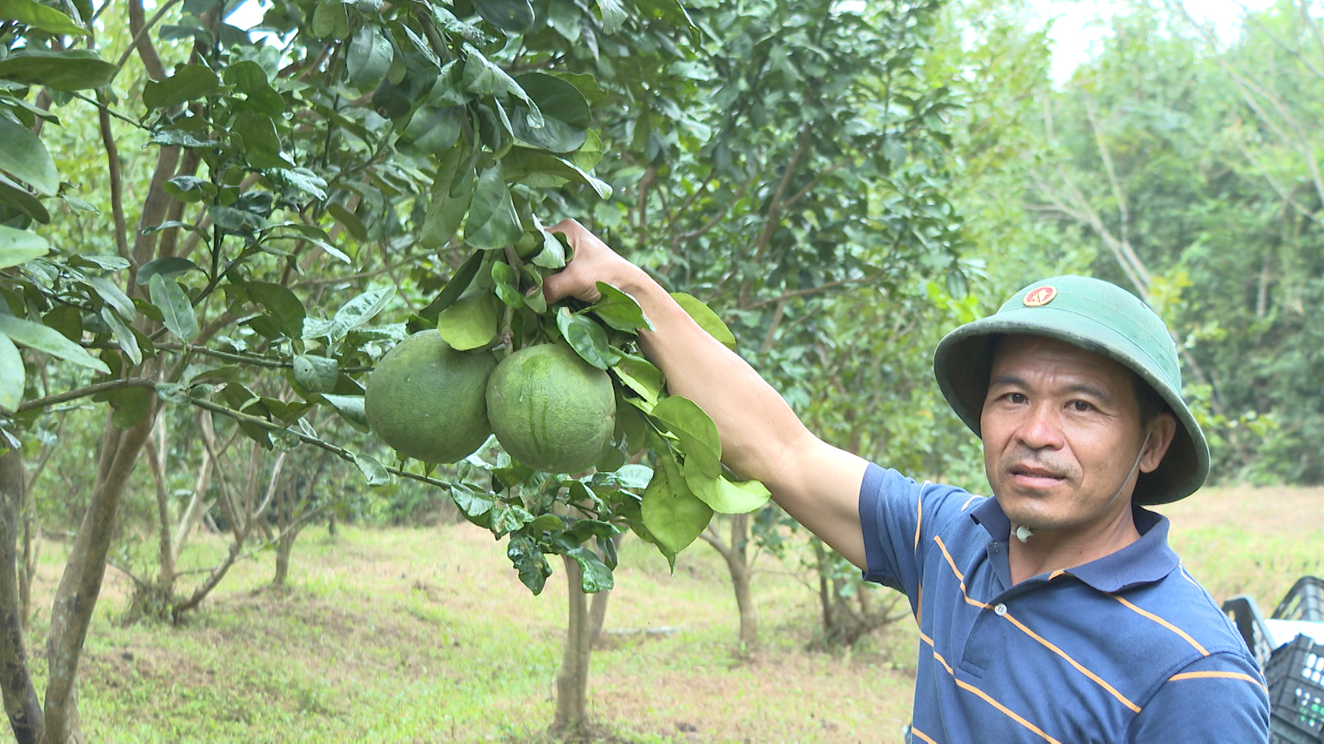 Bưởi vườn nhà anh Lợi cho trái mọng nước, tươi tốt