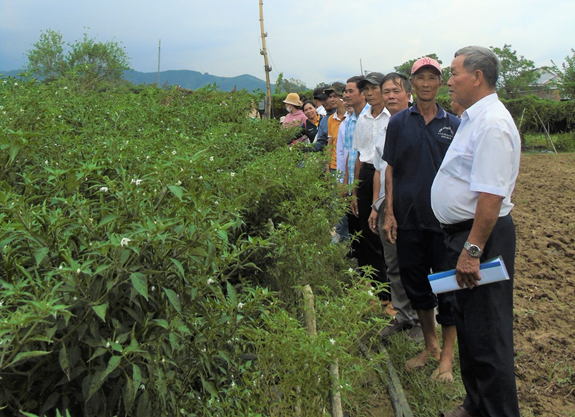 Các hội viên nông dân tham quan mô hình trồng ớt. Ảnh: Thành Nguyên