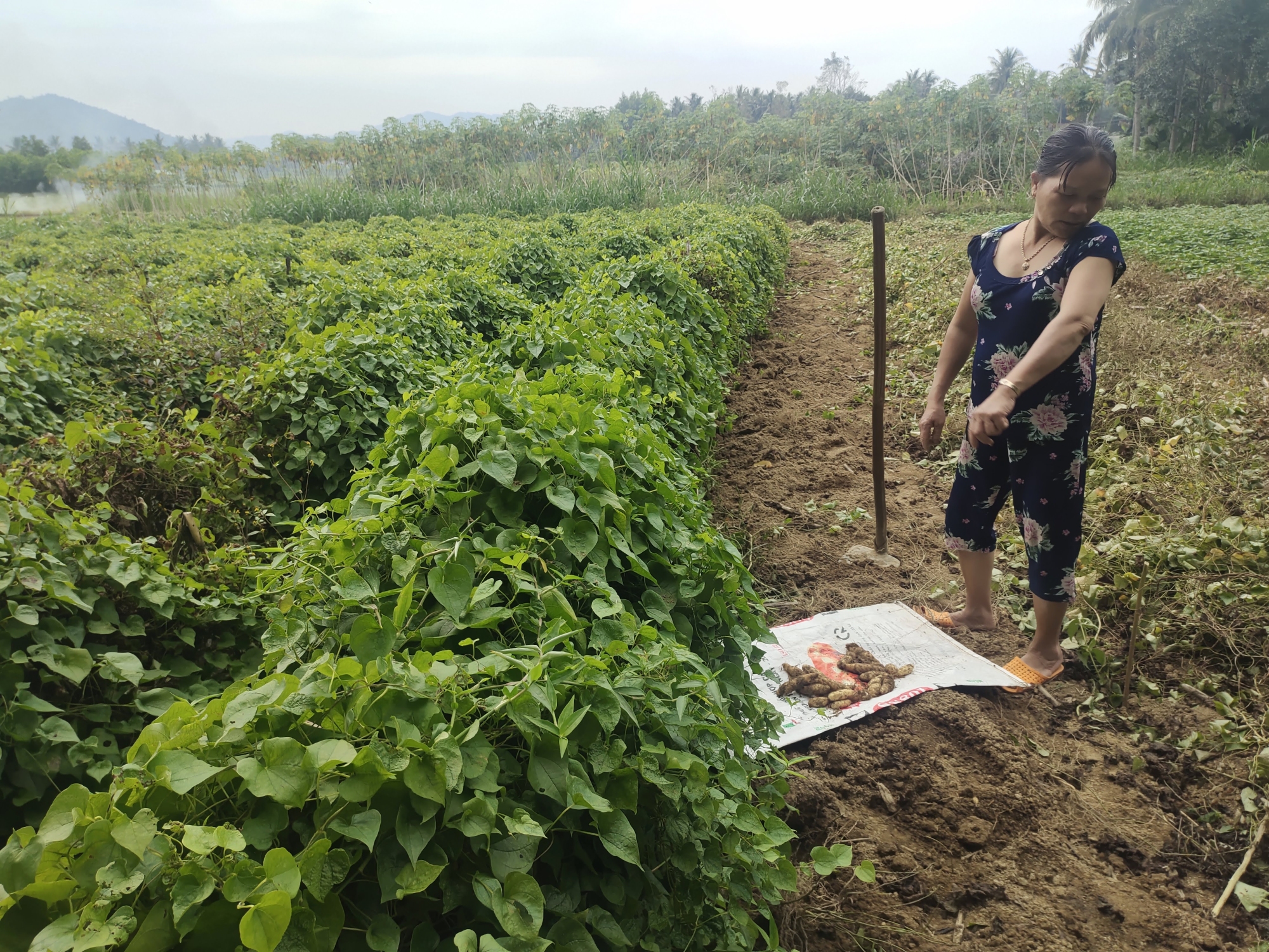 Nông dân xã An Tân thu hoạch khoai từ