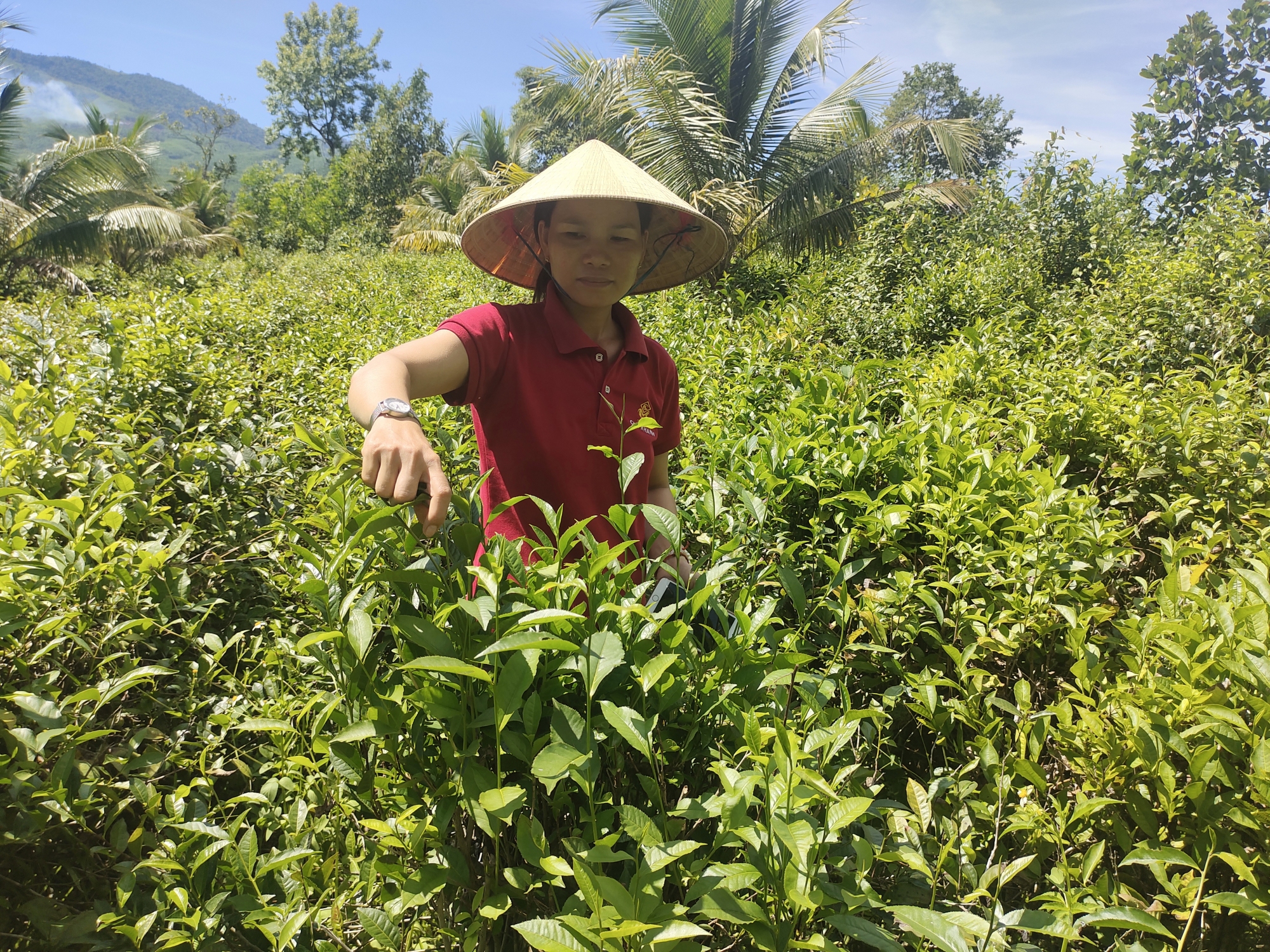 Vườn chè xanh giúp gia đình chị Nguyễn Thị Lâm, thôn Thanh Sơn, xã An Tân tăng thêm thu nhập